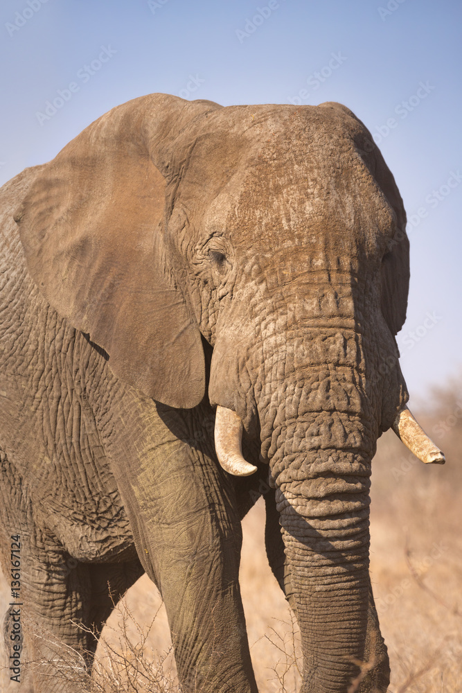 Elephant in Kruger National Park, South Africa