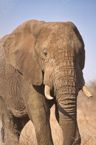 Elephant in Kruger National Park  South Africa