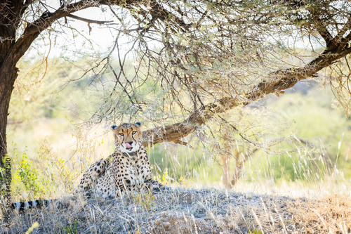 Gepard (Acinonyx jubatus) mit Senderhalsband, Okonjima AfriCat Foundation, Otjiwarongo photo