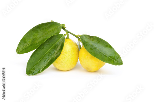 Fresh ripened yellow lemons with green leaves