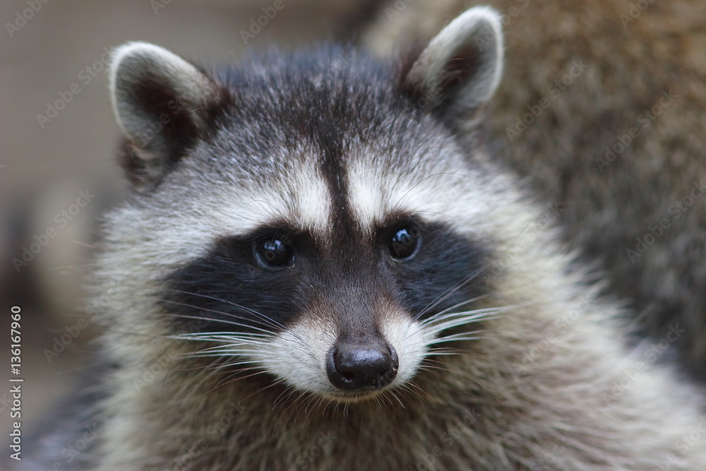 cute raccoon