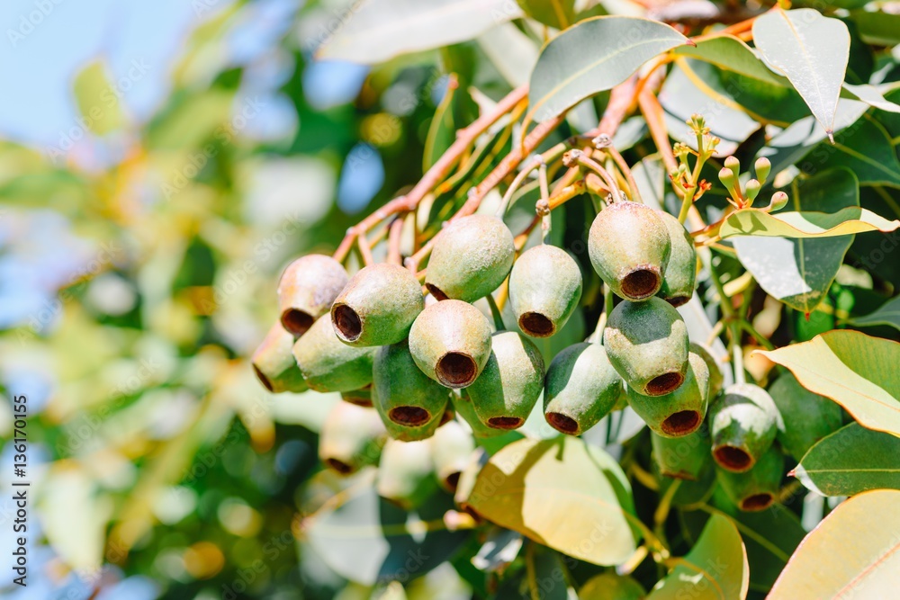 gum nuts fruit of eucalyptus tree of Australia Stock Photo | Adobe Stock