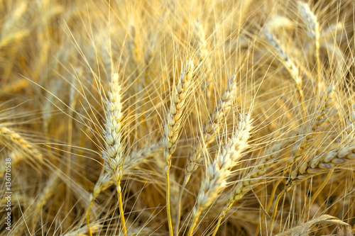 Ripe golden wheat ears in the field before harvest.