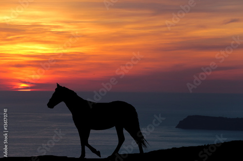 silhouette of a horse standing on the background of a beautiful sunset