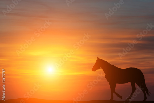 silhouette of a horse standing on the background of a beautiful sunset
