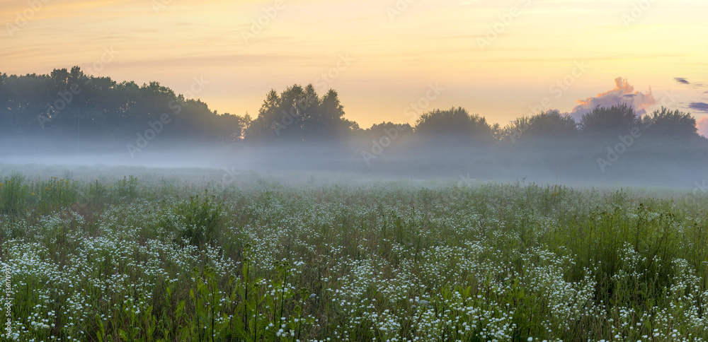Fototapeta premium beautiful, colorful morning on a spring meadow
