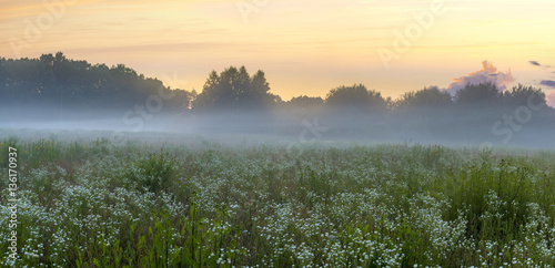 beautiful, colorful morning on a spring meadow