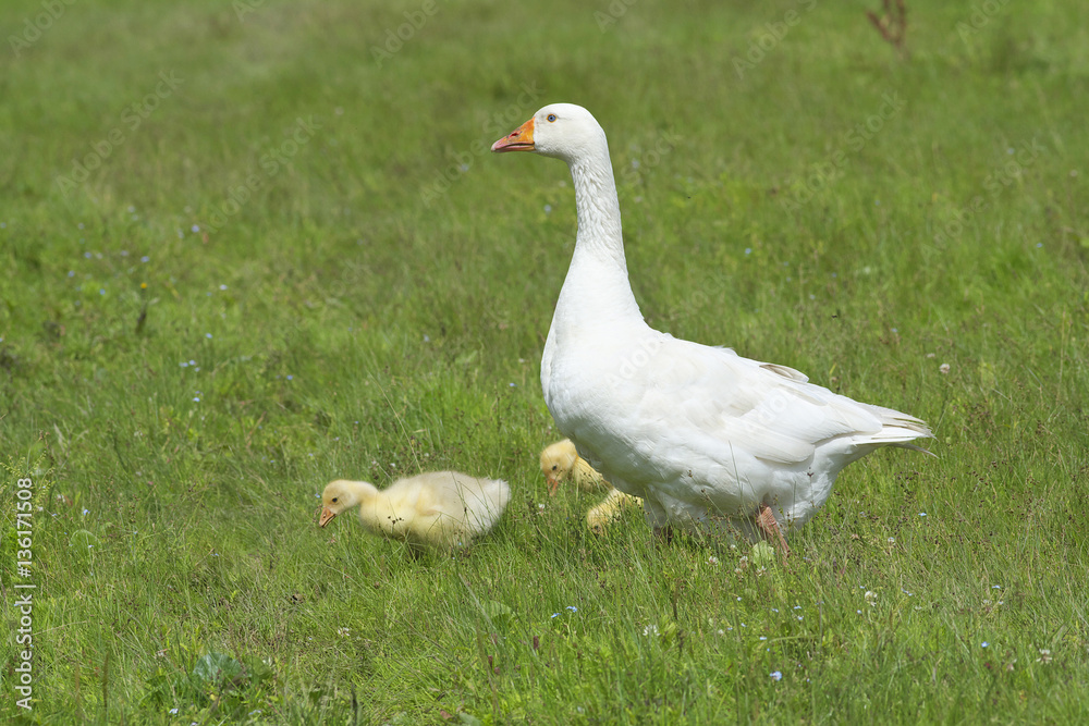 Geese in the meadow. Geese in the meadow.