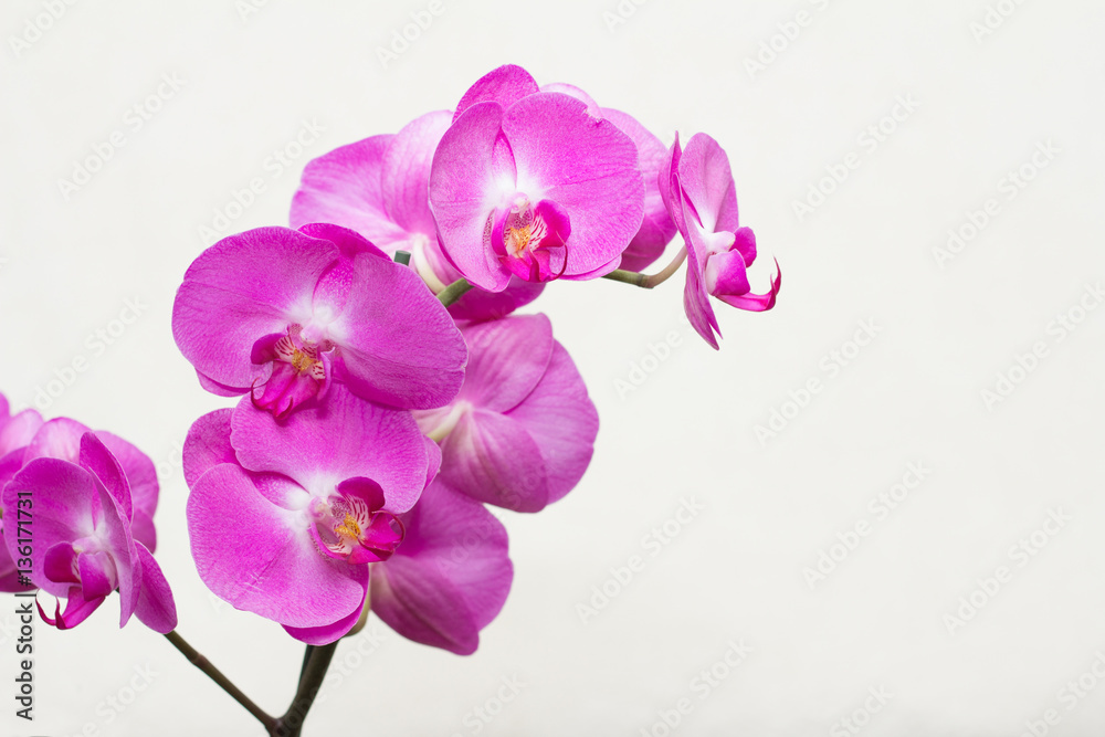 pink orchid flower pink orchid flower