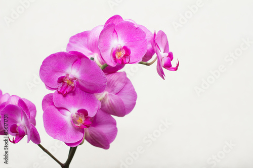 Fototapeta Naklejka Na Ścianę i Meble -  pink orchid flower
