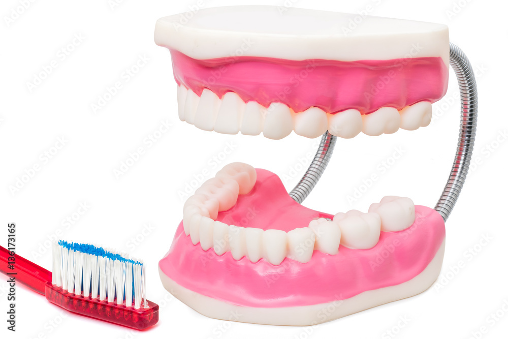 Obraz premium Oversize teeth prosthesis with toothbrush.