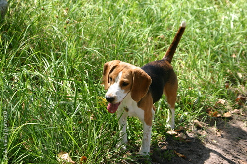 a young beagle