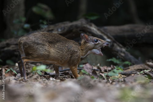 Chevrotain, Lesser Oriental Chevrotain feeding in the forest, In national park of Thailand photo