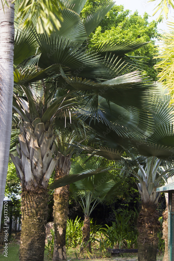 Naklejka premium Unusual palm trees