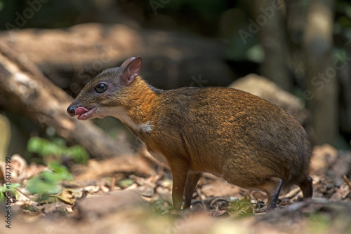 Chevrotain, Lesser Oriental Chevrotain feeding in the forest, In national park of Thailand