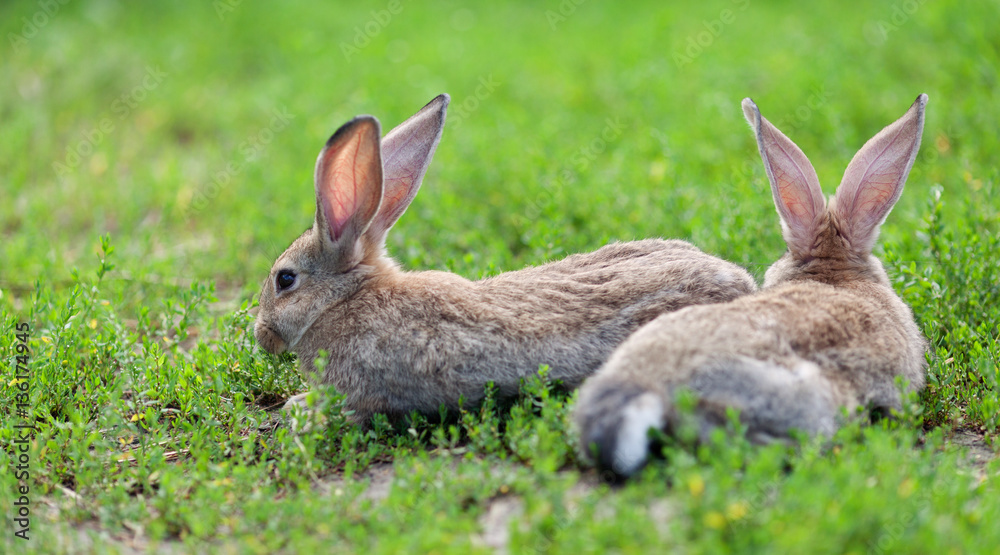 Portrait of little rabbit on green grass background Portrait of little rabbit on green grass background