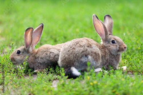 Portrait of little rabbit on green grass background © rimmdream