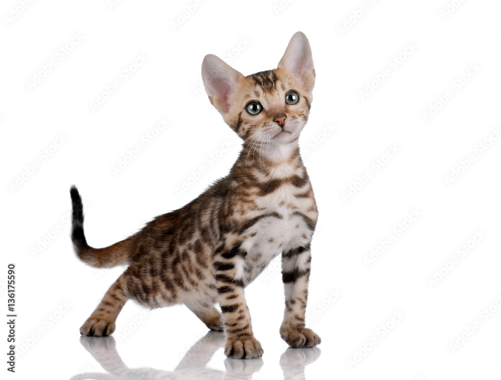 Small striped kitten on white background