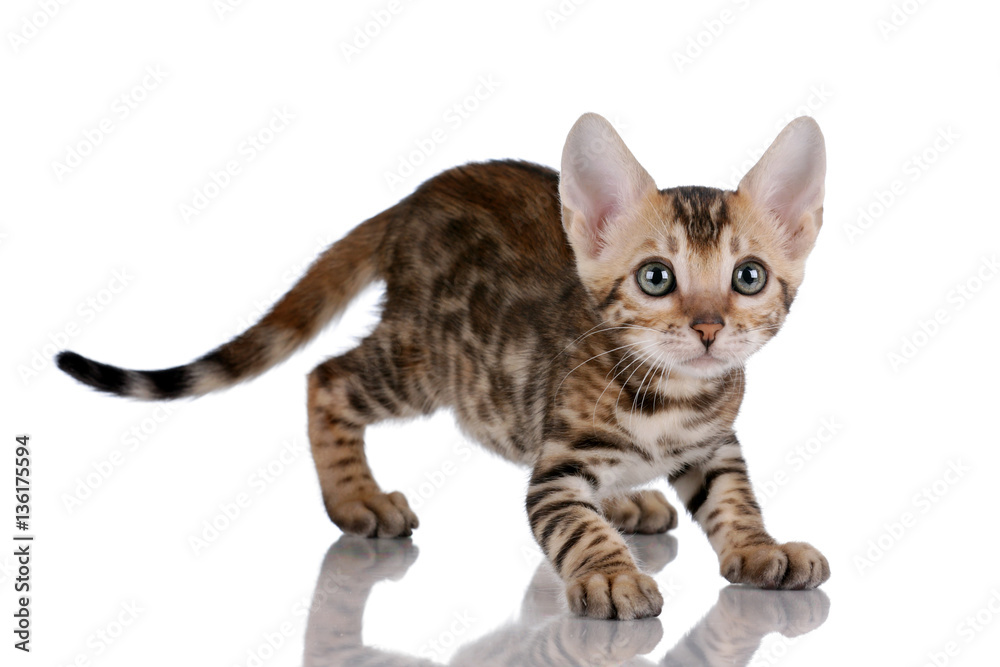Small striped kitten on white background