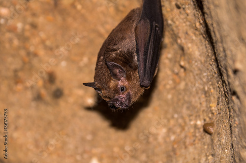 Bat hanging from the ceiling of a dark cave