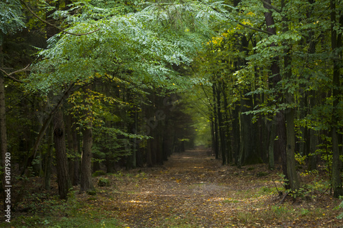 Fototapeta Naklejka Na Ścianę i Meble -  Path in a wild forest