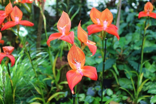 Fototapeta Naklejka Na Ścianę i Meble -  Beautiful orange orchids named Disa Unifoam. Hanover, Germany, Europe.