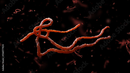 Parasitic nematode worms. Ascaris lumbricoides, which inhabit human intestine and cause disease ascariasis. Detailed 3d model of Ebola Virus on black background.  photo