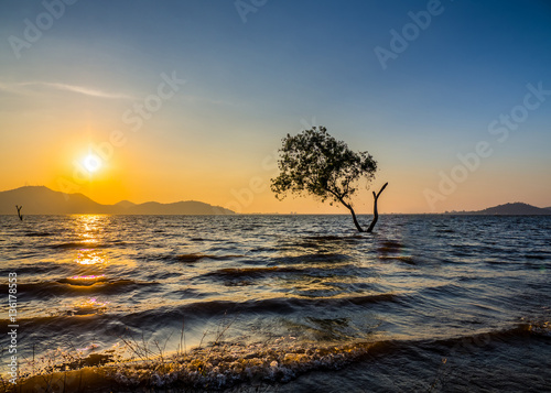 Single tree and sea sunset