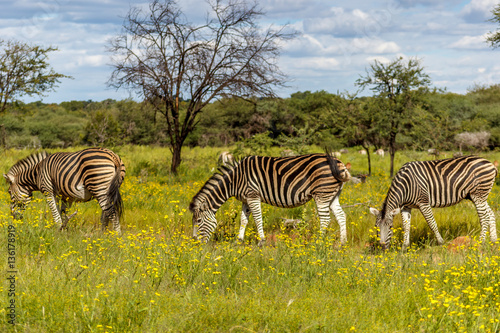 Plains Zebra  Equus quagga 