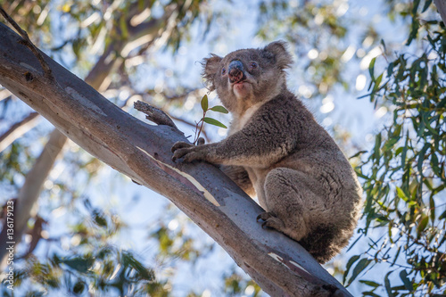 Photography Portrait of Koala sitting on tree branch.