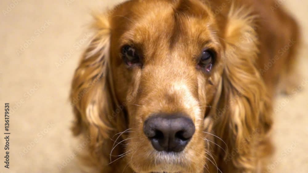 Slow motion. English Cocker Spaniel close up Slow motion. English Cocker Spaniel close up