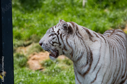 Fototapeta Naklejka Na Ścianę i Meble -  Tigre blanc