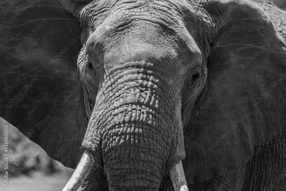 Fototapeta Elephant staring in lens