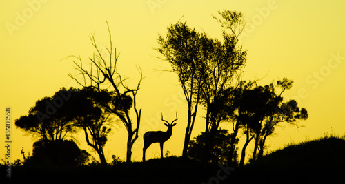 Waterbock in sunrise