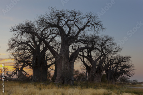 Baines Baobab's in early morning light