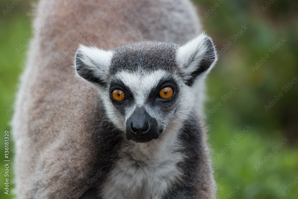 Obraz premium Maki catta