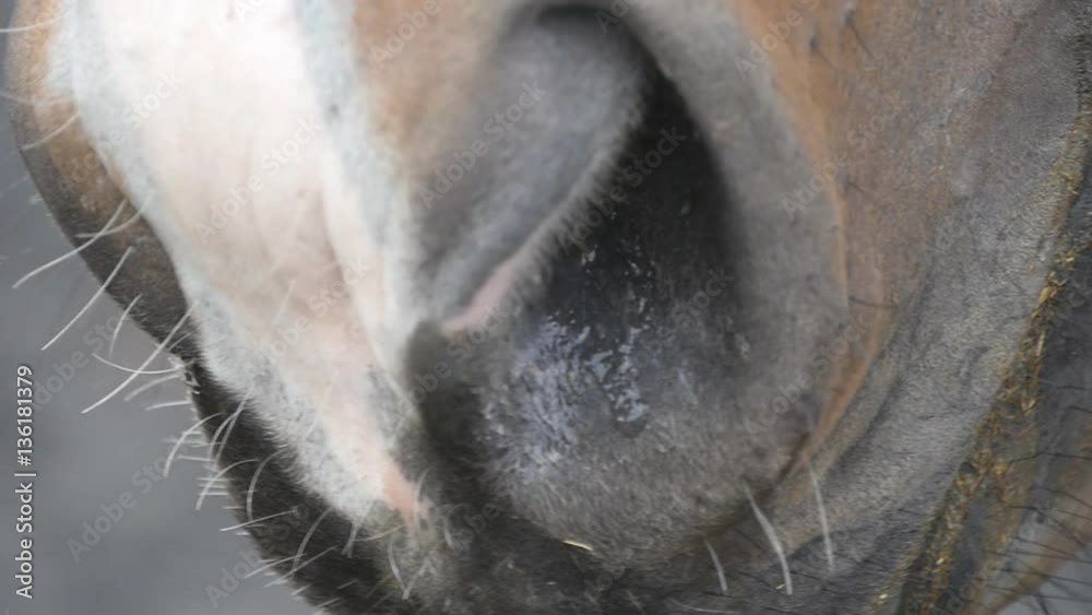 Nostrils of the horses close up. Detail of muzzle of the thoroughbred stallion close-up in slow motion.