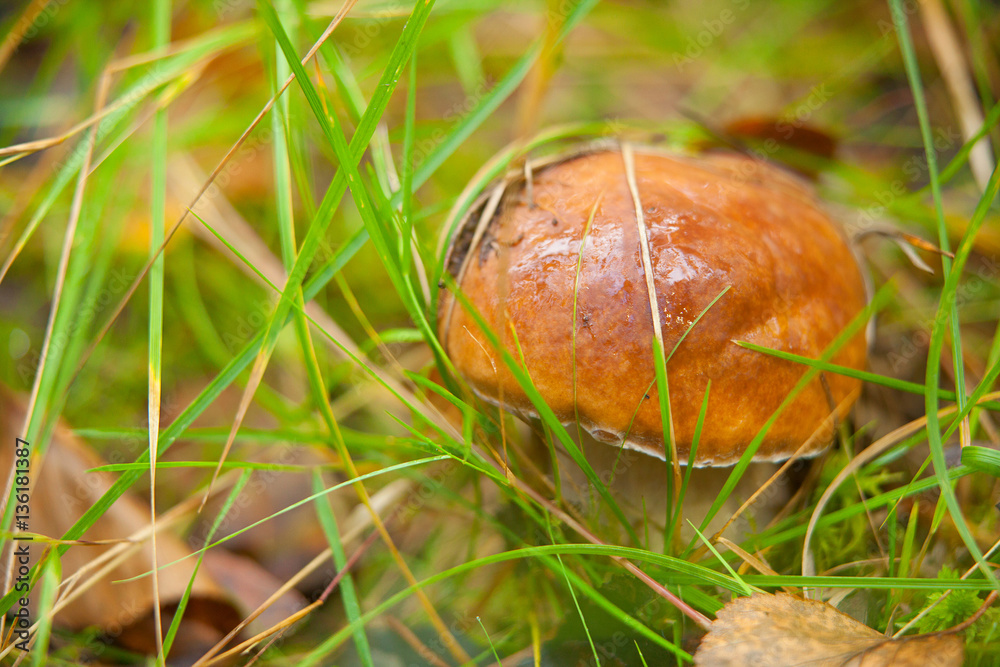 beautiful porcini mushroom growing in forest beautiful porcini mushroom growing in forest