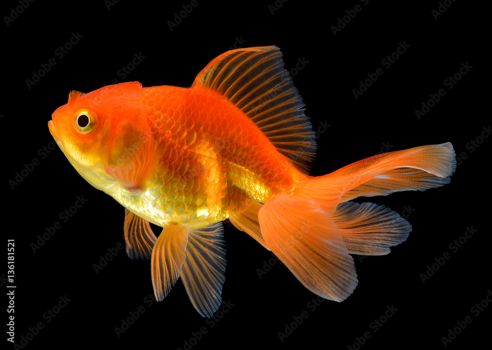 gold fish on black background