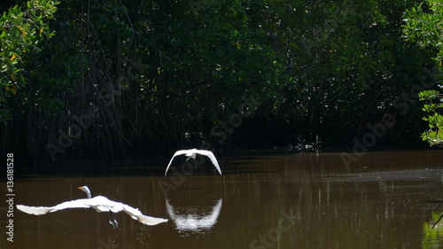 Birds fly in mangrove of Isla Juan Venado reserve