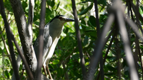 Bird in tree at mangrove of Isla Juan Venado reserve