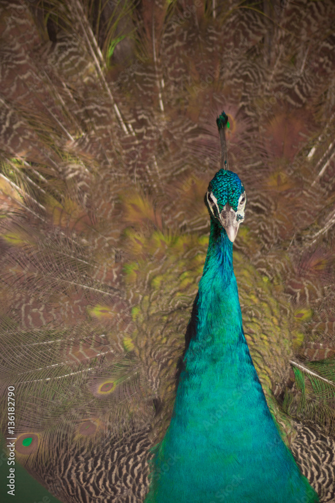 Fototapeta premium Peacock