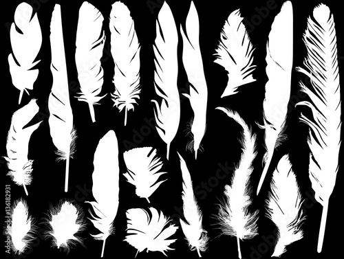 eighteen white feathers silhouettes on black