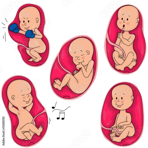 Intrauterine life. The fetus in the mother's womb. Incubation.