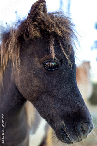 close up Shetland pony in farm