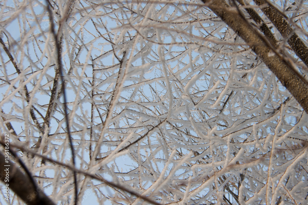 Obraz premium branches of trees in the snow