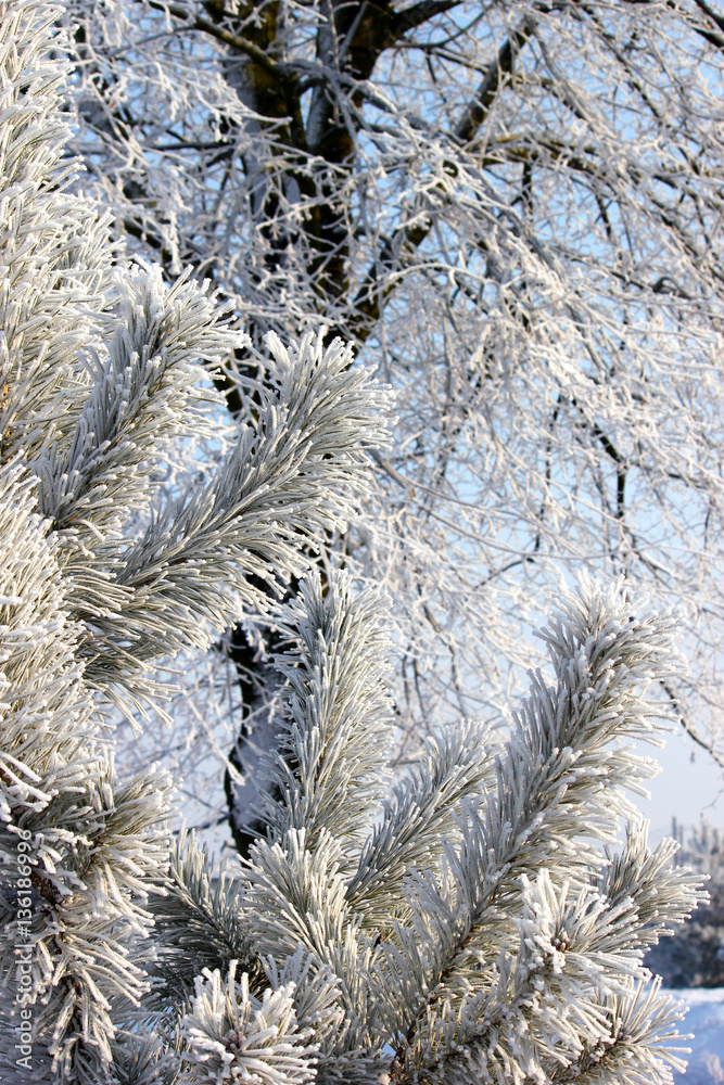 Branch covered with snow. Frozen tree branch in winter forest. Branch covered with snow. Frozen tree branch in winter forest.