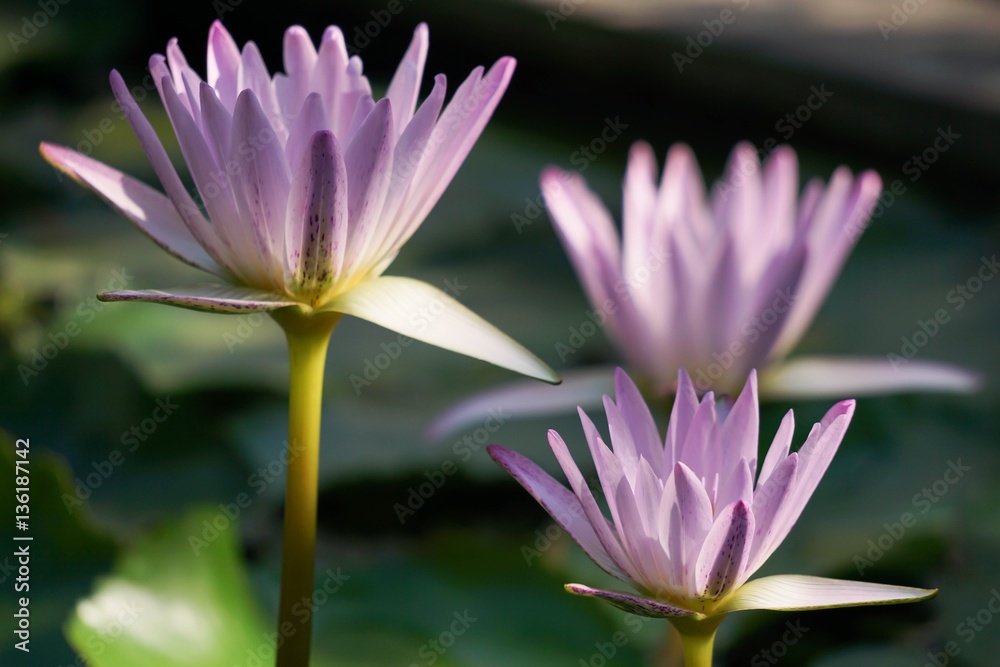 Close-up beautiful violet lotus closeup in pond
