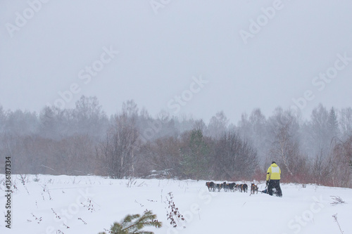 Sledding with husky dogs in a winter forest. Near Totma town Vol photo