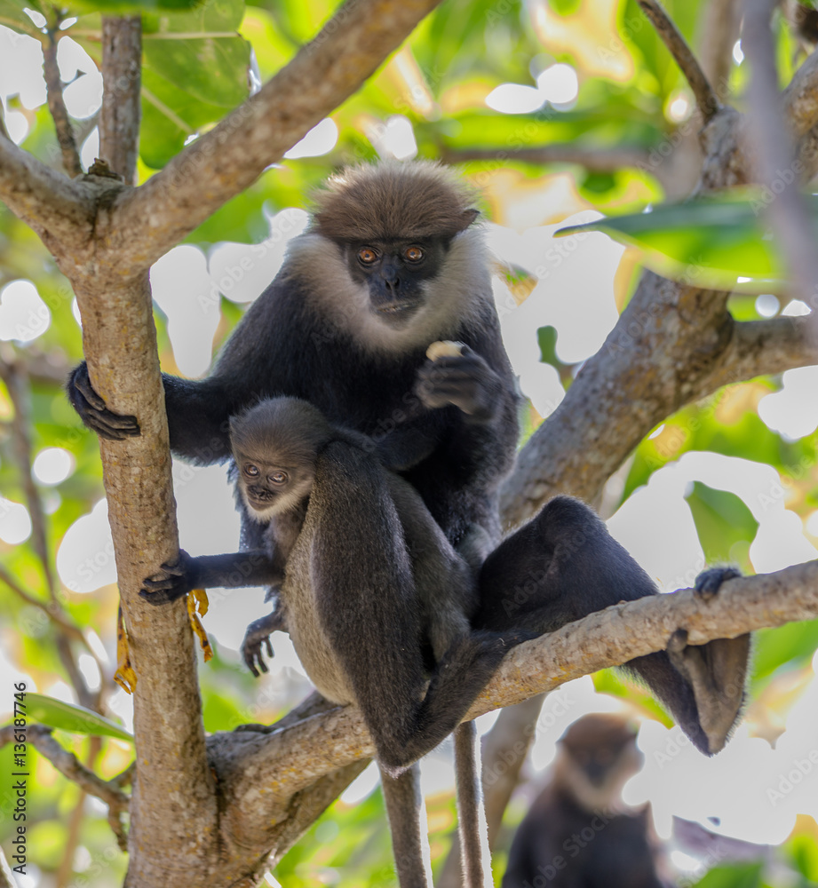 Obraz premium Affenmutter mit Jungtier